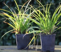 Carex morrowii 'Irish Green' in P9 potten