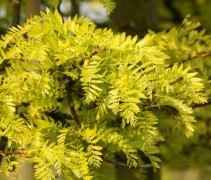 jong blad Gleditsia tri. 'Sunburst'