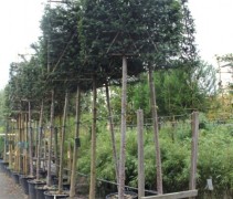Taxus baccata, leivorm