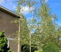 Betula pendula - Ruwe berk - jonge boom in voortuin