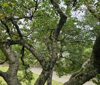 Osmanthus x burkwoodii - Schijnhulst - 3