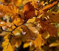 Fagus sylvatica 'Dawyck Purple' - Paarse Beuk - 1