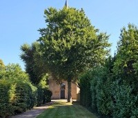 Fagus sylvatica - Groene beuk - 2