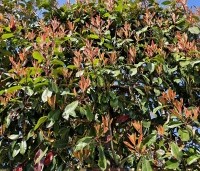 Photinia fraseri 'Red Robin'  - Glansmispel - 3