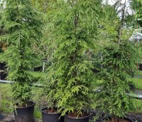 Tsuga canadensis - Canadese Hemlockspar - 1