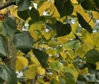 Tilia x europaea 'Euchlora' - Linde - 1