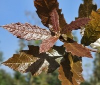 Quercus rhysophylla 'Maya' - Mexicaanse Eik - 5