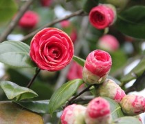 Camellia japonica