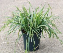 Siergras, zegge 'Bunny Blue' in C5 pot
