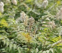 Sorbaria sorbifolia 'Sem'