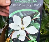 Magnolia grandiflora 'Kay Parris' - Groenblijvende grootbladige magnolia - 2