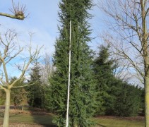 Cedrus libani Glauca Fastigiata