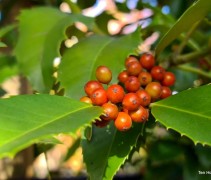 Ilex x koehneana 'Chestnut Leaf'