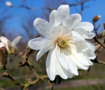 Magnolia stellata Royal Star 