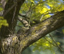 Robinia frisia