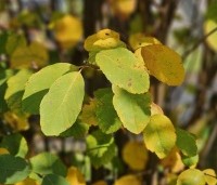 Amelanchier alnifolia 'Obelisk' - Krentenboompje 'Obelisk' - 3