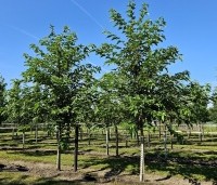 Morus alba 'Macrophylla' - Witte moerbei - augustus 2025 kwekerij THB Apeldoorn