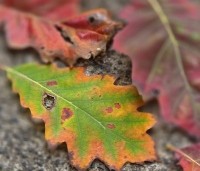 Quercus rubra - Amerikaanse eik - 5