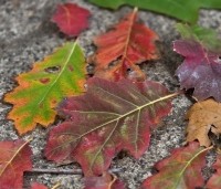 Quercus rubra - Amerikaanse eik - 6