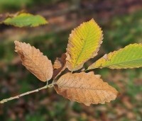 Castanea sativa - Tamme kastanje  - 3