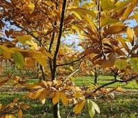 Castanea sativa - Tamme kastanje  - 1