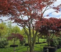 Acer palmatum 'Atropurpureum' - Japanse Esdoorn 'Atropurpureum' - 1