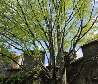 Cercidiphyllum japonicum  - Katsuraboom - brede meerstammige kroon bij deze veterane koekjesboom