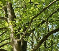 Fagus sylvatica - Groene beuk - 2