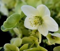 Helleborus niger - Kerstroos - 1