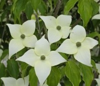 Cornus kousa 'Milky Way' - Japanse grootbloemige Kornoelje - mei 2026