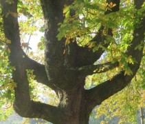 Aesculus hippocastanum oude, veterane boom