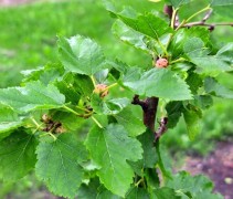 Morus Alba