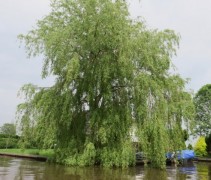 Salix x sepulcralis 'Tristis'