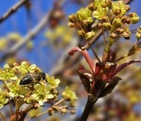 Acer platanoides 'Globosum' - Bol esdoorn 'Globosum' - 5