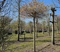 Acer platanoides 'Globosum' - Bol esdoorn 'Globosum' - 6