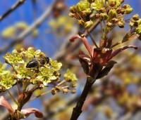 Acer platanoides 'Globosum' - Bol esdoorn 'Globosum' - 7