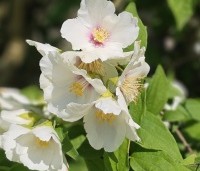Philadelphus coronarius - Boerenjasmijn - 1