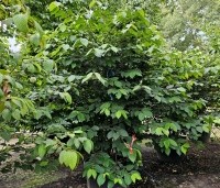 Viburnum plicatum 'Popcorn' - Japanse Sneeuwbal 'Popcorn' - 8