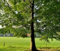 Fagus sylvatica - Groene beuk - landschappelijke toepassing