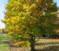 Fagus sylvatica - Groene beuk - struikboom in de herfst
