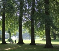 Fagus sylvatica - Groene beuk - toepassing park