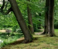 Fagus sylvatica - Groene beuk - toepassing in parkomgeving