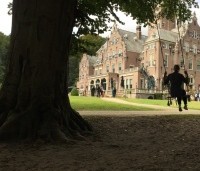 Fagus sylvatica - Groene beuk - toepassing als schommelboom