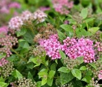 Spiraea japonica 'Little Princess' - Spierstruik 'Little Princess' - vakbeplanting  - 4
