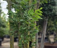 Koelreuteria paniculata 'Fastigiata' - Chinese Vernisboom zuilvorm - 4