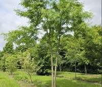 Gleditsia triacanthos 'Inermis' - Valse Christusdoorn 'Inermis' - 1