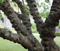 Morus Alba