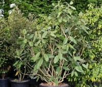 Magnolia sargentiana - Sargentiana - 3