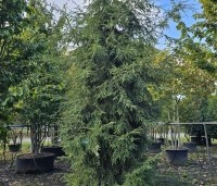 Tsuga canadensis - Canadese Hemlockspar - 1