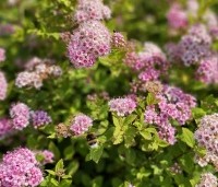Spiraea japonica 'Little Princess' - Spierstruik 'Little Princess' - vakbeplanting  - 1